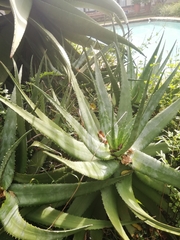 Aloe chabaudii
