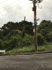 Podocarpus totara