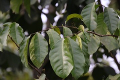 Annona muricata