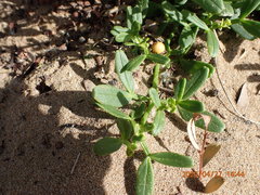 Roepera billardierei