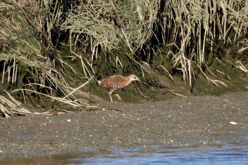 Râle d'eau, jeune