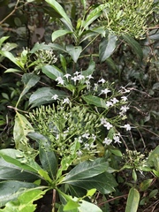 Pavetta hongkongensis