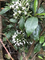 Pavetta hongkongensis