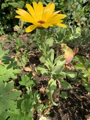 Calendula officinalis