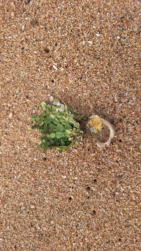 Halimeda cuneata observed 2026-07-11