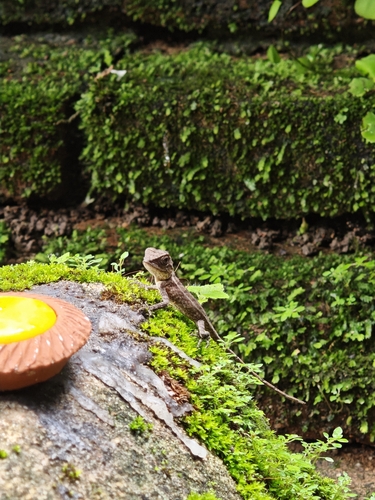 forest garden lizard