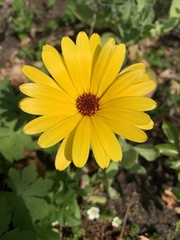 Calendula officinalis