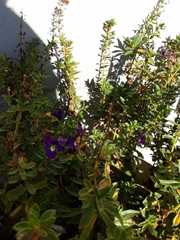 Angelonia