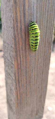 Old World Swallowtail