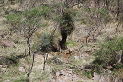 Xanthorrhoea quadrangulata