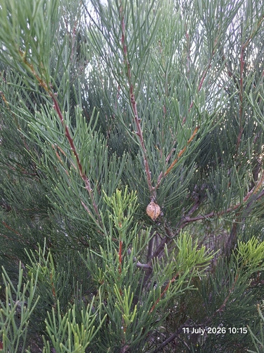 Hakea drupacea, photograph 4
