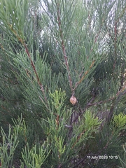 Hakea drupacea, photograph (c) William Keenan, some rights reserved (CC BY)