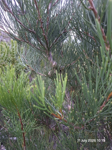 Hakea drupacea, photograph 5