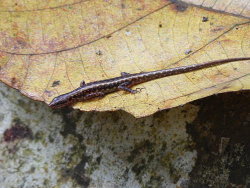 Sphenomorphus scotophilus observed 2026-07-11