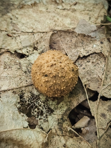 Cherry Gall Wasp