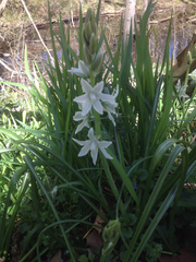 Ornithogalum nutans