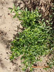 Roepera billardierei