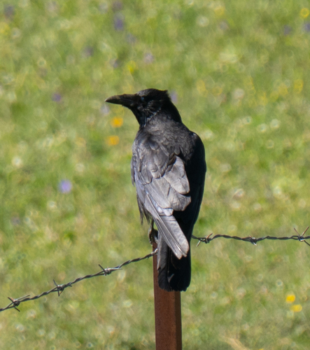 Carrion Crow