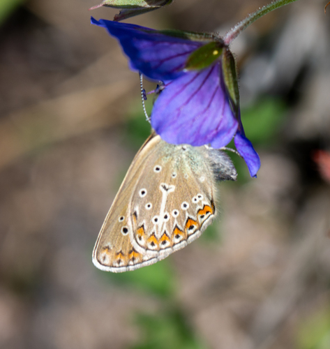 Geranium Argus