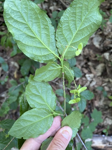 Euonymus leiophloeus