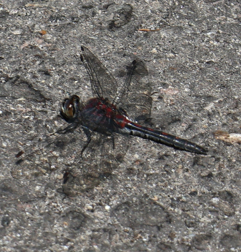 iNaturalist observation photo of Whitefaces