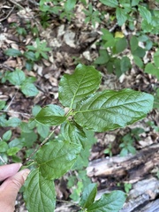 Euonymus leiophloeus, photograph Наталья Пикалова, CC BY, iNaturalist via GBIF