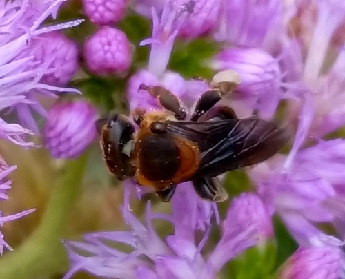 Bocande's Stingless Bee