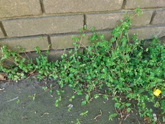 Stellaria media