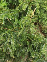 Taxus baccata