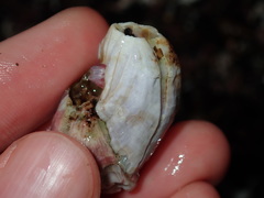 Austromegabalanus nigrescens