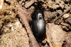 Harpalus atratus