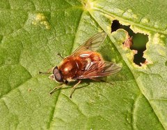 Cheilosia chrysocoma