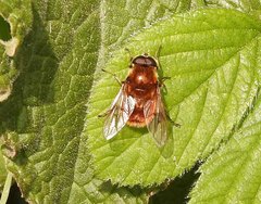 Cheilosia chrysocoma