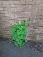 Alliaria petiolata