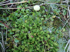 Leptinella pyrethrifolia