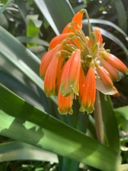 Clivia gardenii