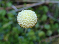 Leptinella pyrethrifolia