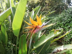 Strelitzia reginae