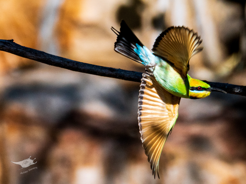 Rainbow Bee-eater