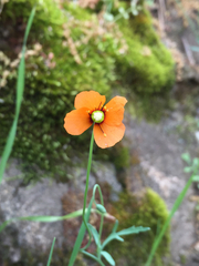 Papaver heterophyllum