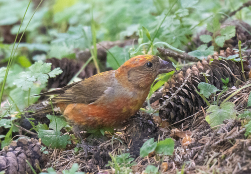 Red Crossbill