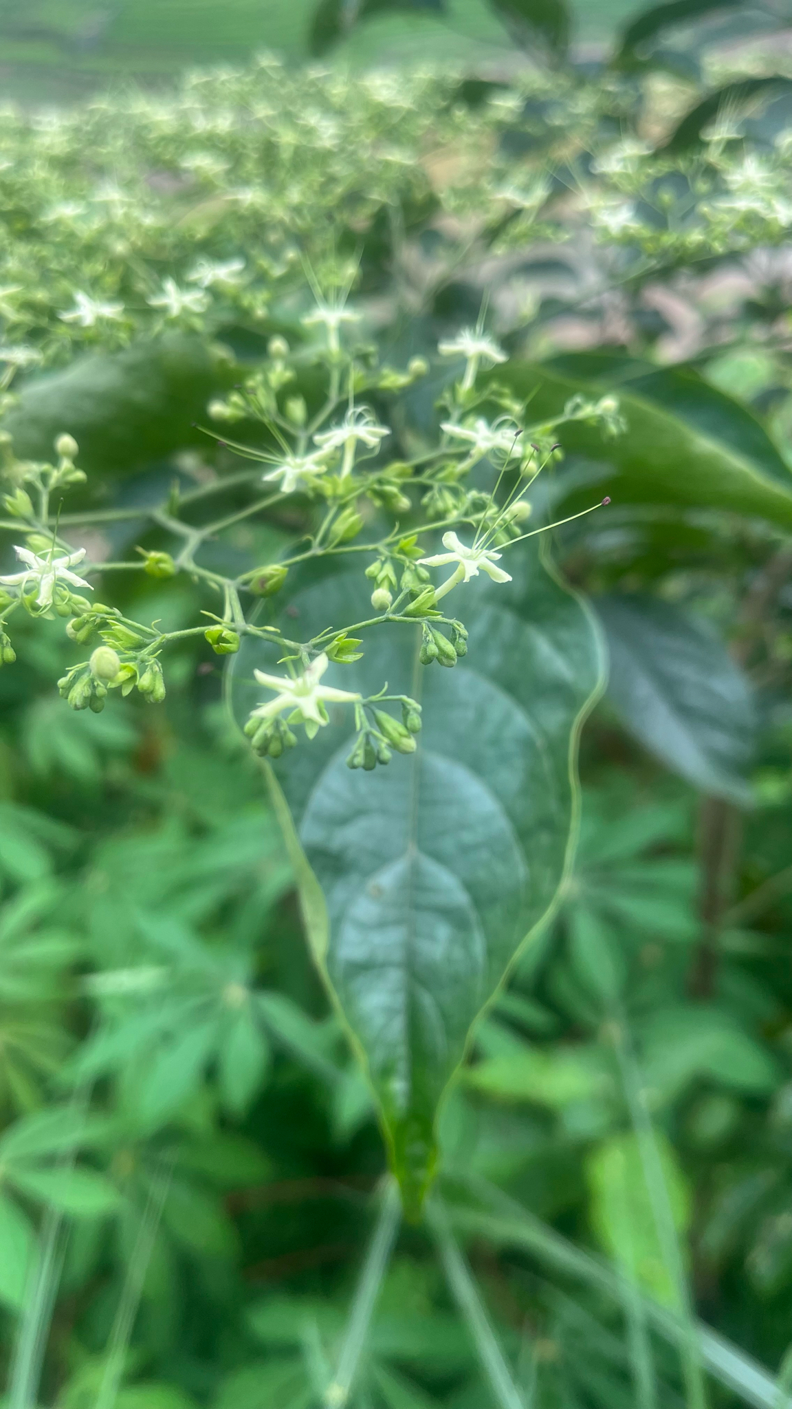 Clerodendrum cyrtophyllum — ảnh 3