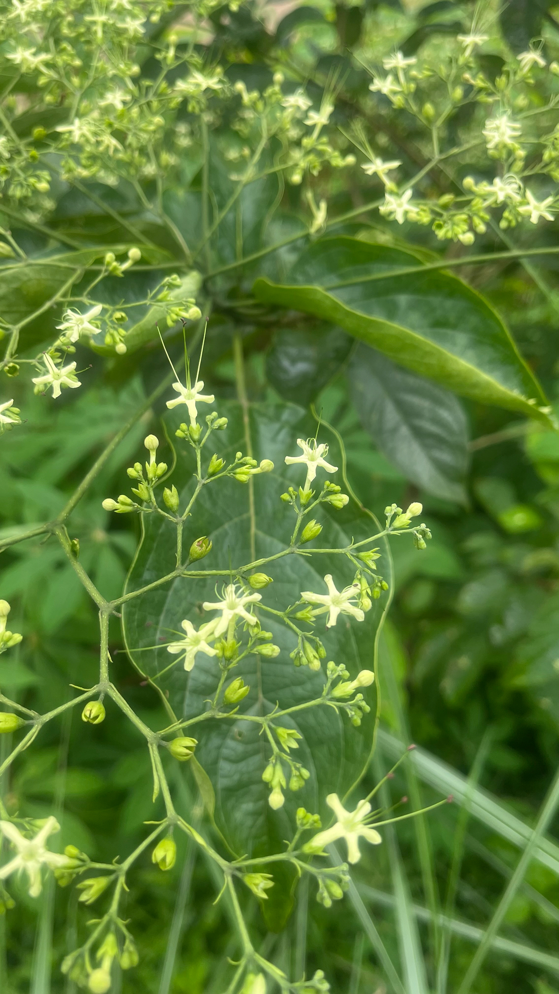 Clerodendrum cyrtophyllum (Clerodendrum cyrtophyllum)