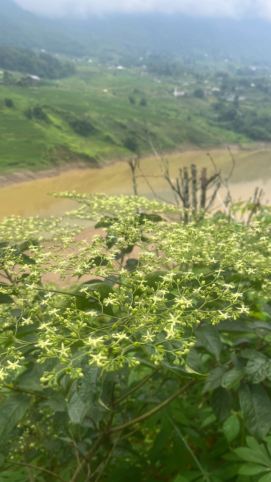 Clerodendrum cyrtophyllum — ảnh 2