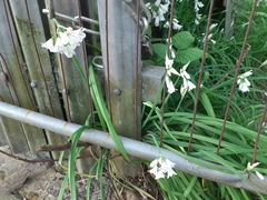 Allium triquetrum