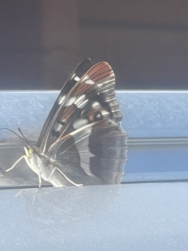 Purple Emperor