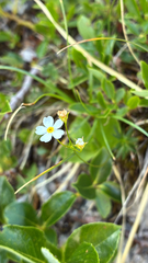 author not stated, no rights reserved Androsace lactea, photograph author not stated, no rights reserved