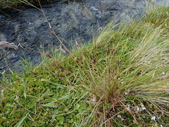 Carex petriei