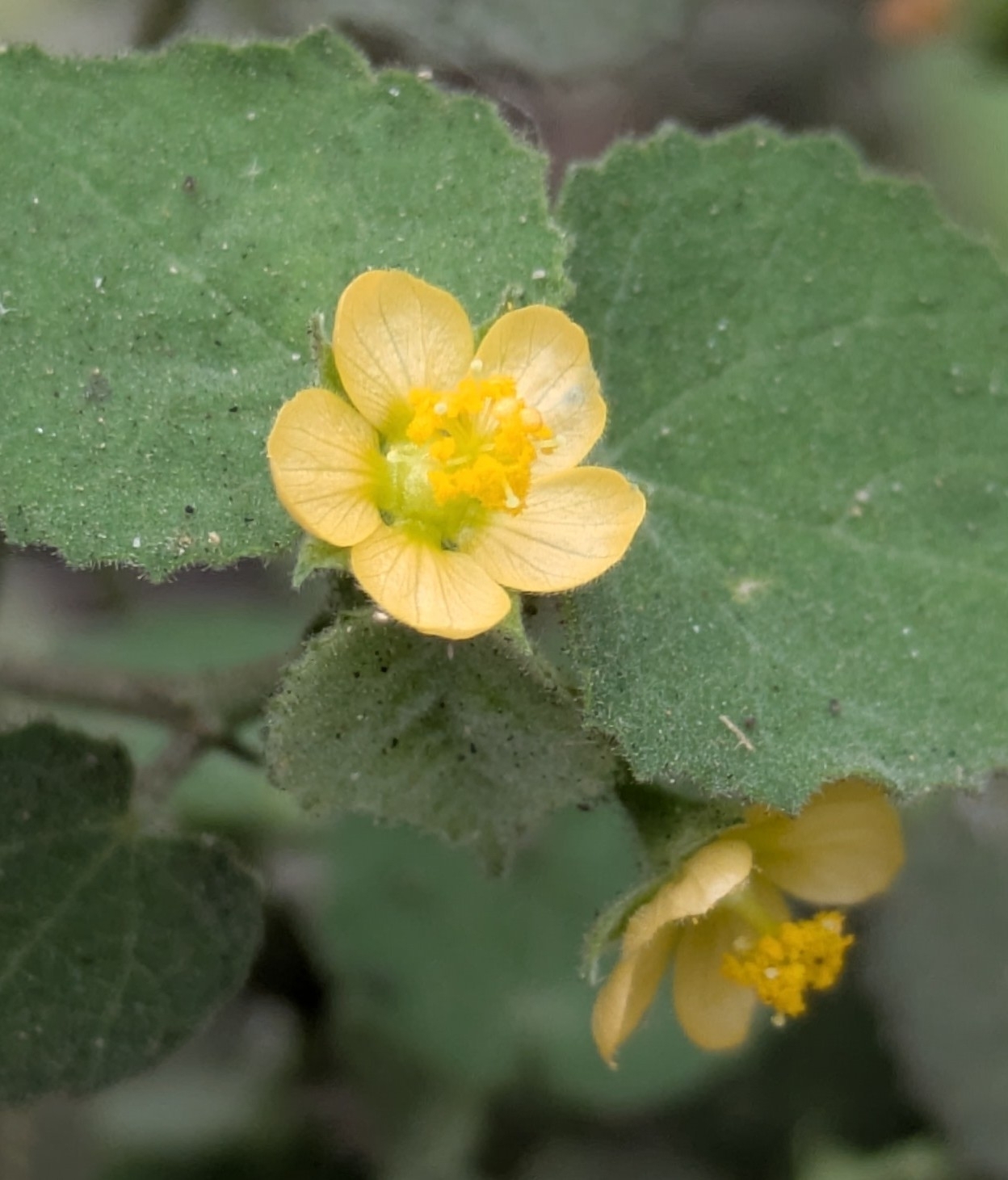 Abutilon viscosum (L.) Dorr