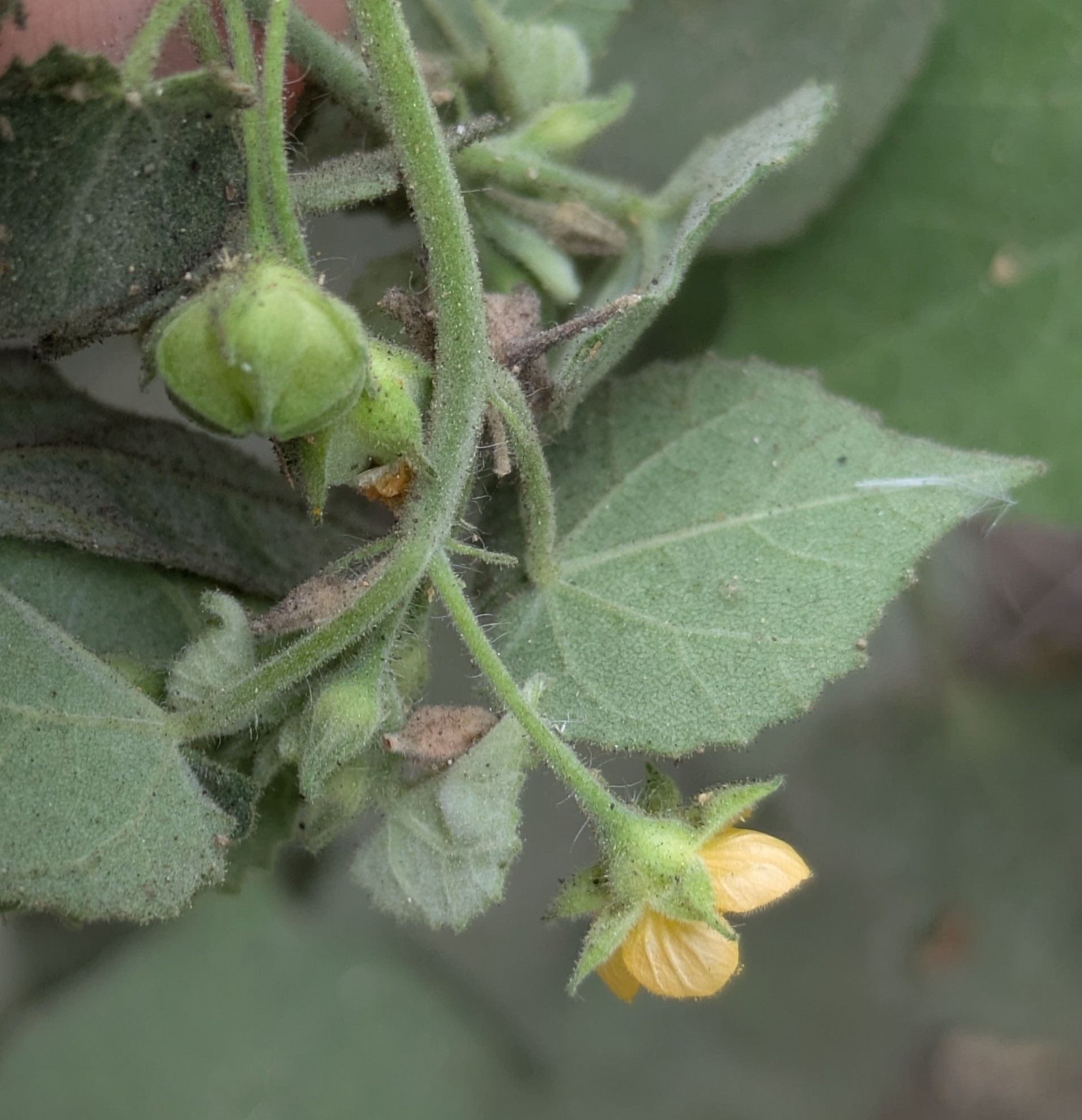 Abutilon viscosum (L.) Dorr 2